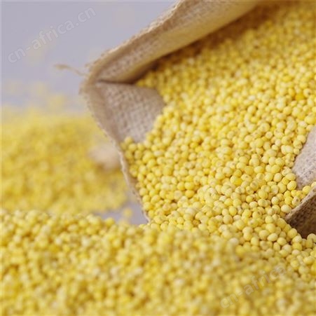 有机黄小米 厂家杂粮黄小米