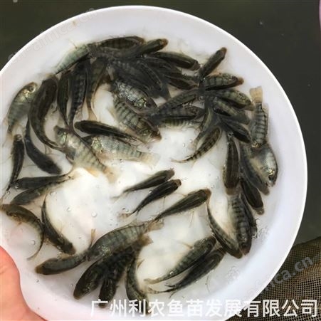 日本花鳗鱼苗批发 白鳝鱼苗 品质 8-25厘米