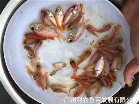 加州鲈鱼水花苗批发 鲈鱼寸苗出售 驯化吃饲料 成活率高