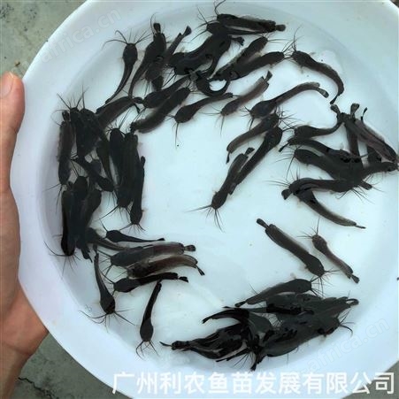 本地塘鲺鱼苗批发 土塘虱鱼苗出售 皇妃一代杂交三黄塘角鱼