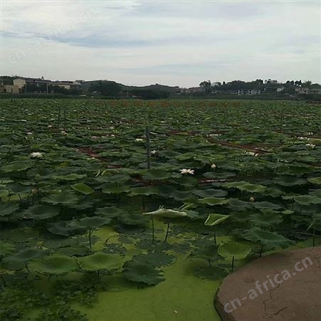 养鱼网箱批发 泥鳅黄鳝水产养殖防逃网箱 福利 大鱼养殖网箱