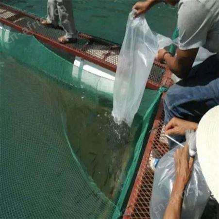 尼龙养鱼网箱 定做有结网养殖网箱 福利 深海网箱加工