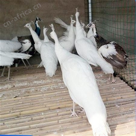 景区散养成年观赏白孔雀 羽毛洁白光亮饲养指导