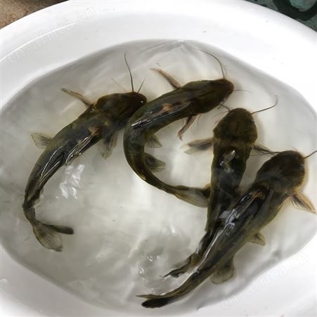 黄骨鱼 全雄黄骨鱼 黄骨鱼销售