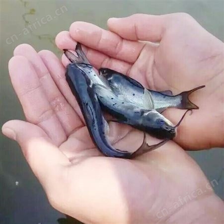 斑点尾叉鱼苗_专业鱼苗批发 多年行业经验 价格实惠 众多客户的放心之选