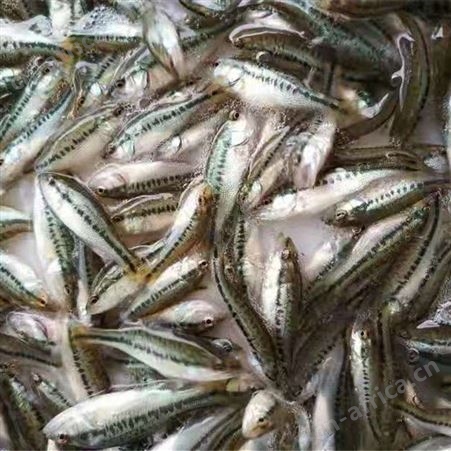 加州鲈鱼  价格实惠