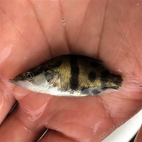 季鱼苗 鳜鱼苗 桂花鱼苗 翘嘴桂花鱼苗 淡水鱼苗供应商 鳌花