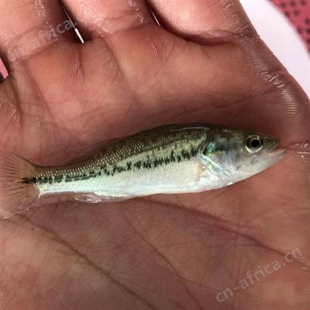 大口鲈鱼苗大口鲈鱼苗 加州鲈鱼苗水花 优鲈五号 黑鲈鱼苗