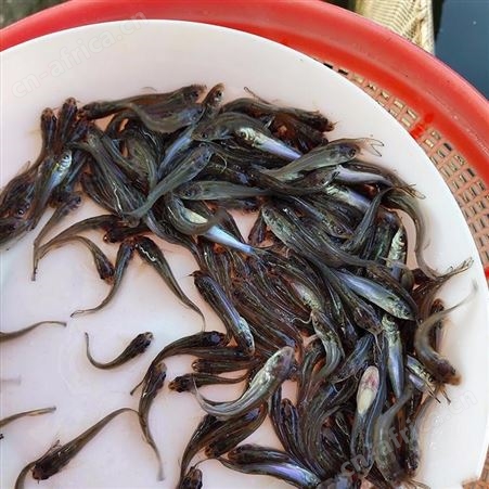 斑点尾叉鱼苗_专业鱼苗批发 多年行业经验 价格实惠 众多客户的放心之选