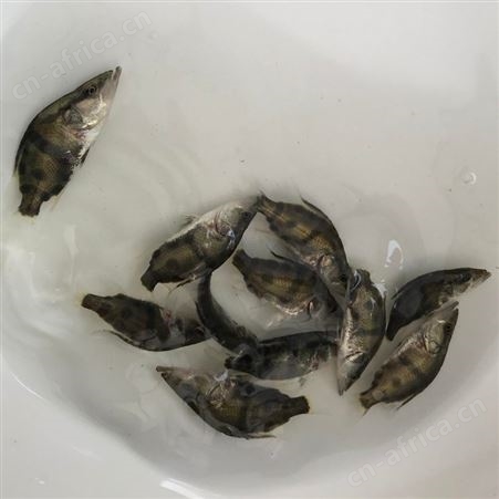 中渔   桂花鱼苗   鳜鱼苗   翘嘴鳜鱼    贵鱼苗   鱼场直售