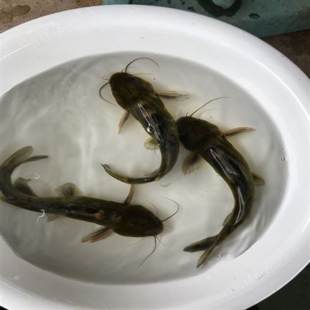 黄骨鱼 黄骨鱼批发 优质杂交黄骨鱼