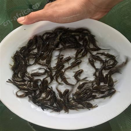 单性黄骨鱼 鱼苗批发 供应黄骨鱼