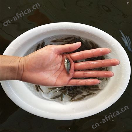 中渔水产 鲈鱼苗 3-4厘米鲈鱼 欢迎咨询