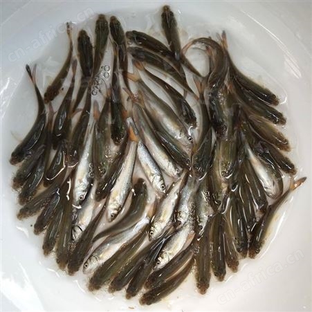 大鳞鲃银鳕鱼苗 鱼苗广东银鳕鱼苗 淡水银鳕鱼苗 大鳞鲃银鳕鱼苗 银鳕鱼
