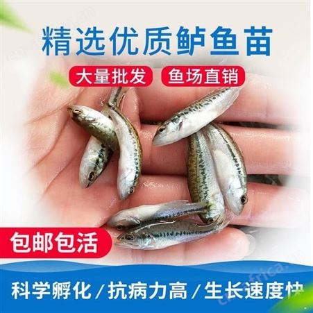 大口鲈鱼苗大口鲈鱼苗 加州鲈鱼苗水花 优鲈五号 黑鲈鱼苗