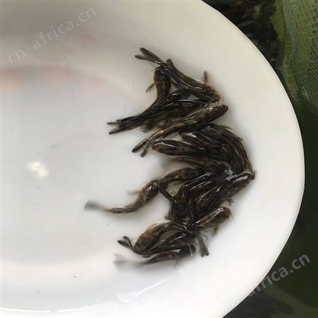 单性黄骨鱼 黄骨鱼厂家 优质杂交黄骨鱼
