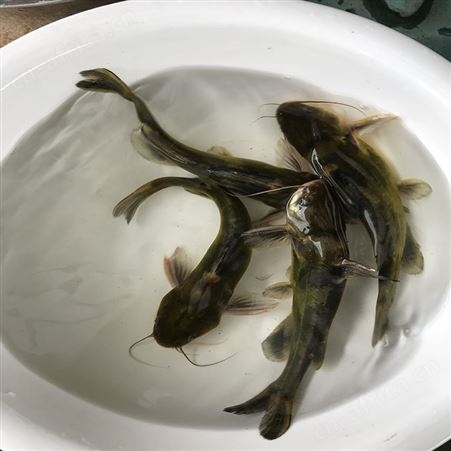 黄骨鱼 黄骨鱼批发 优质杂交黄骨鱼