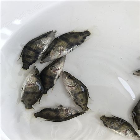 鳜鱼 三代鳜鱼苗 桂花鱼批发价格