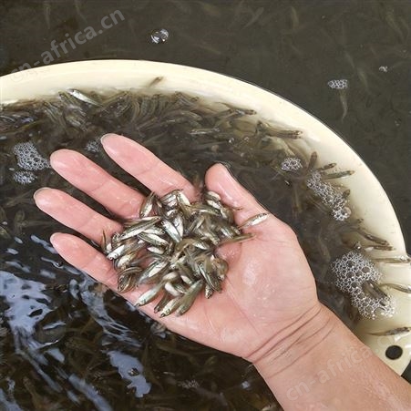 中渔水产 山泉水鱼 黑鲈鱼苗价格 供应定做