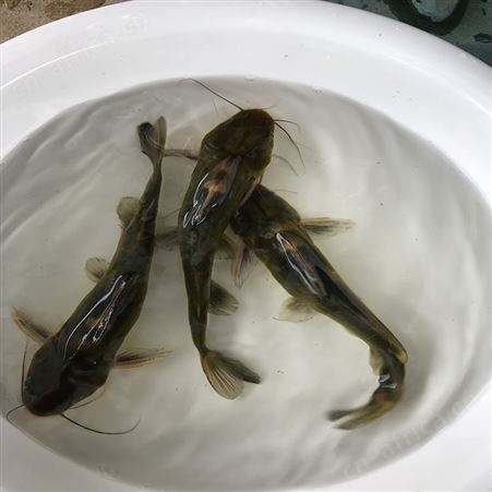 单性黄骨鱼 黄骨鱼厂家 优质杂交黄骨鱼