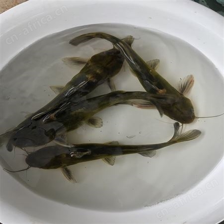 黄骨鱼 黄骨鱼批发 优质杂交黄骨鱼