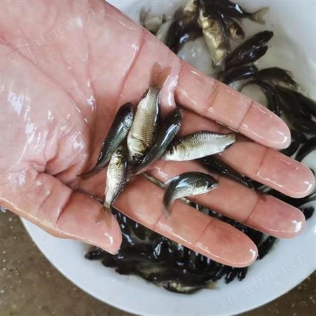 中科三号鲫鱼苗 鲫鱼苗厂家 现货鱼苗