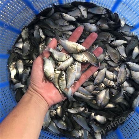 鲫鱼苗长期供应中科3号鲫鱼苗 东北鲫鱼苗 杂交鲫鱼苗彭泽鲫