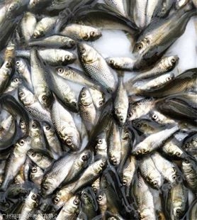 中科三号鲫鱼苗 彩虹鲫鱼苗 鲫鱼价格