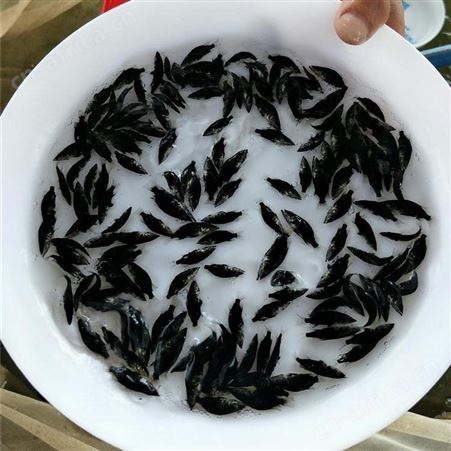 季花鱼 鳜鱼鱼苗 桂花鱼苗鱼场直售
