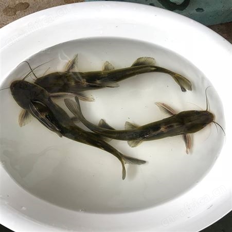 杂交黄骨鱼 单性黄骨鱼 质量放心