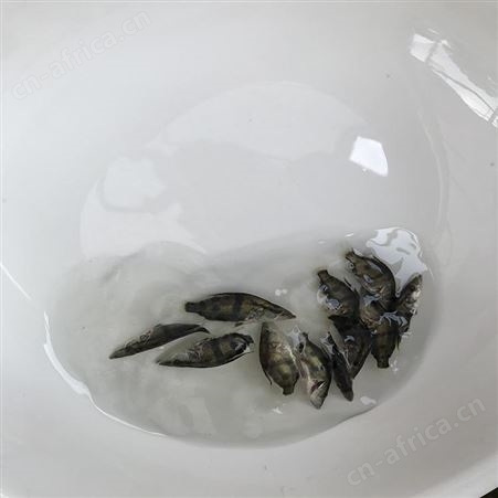 季花鱼苗 季鱼 鱼苗市场供应