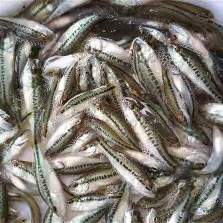 加州鲈鱼  价格实惠