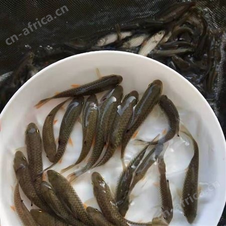 广州鱼苗场青竹皖批发优质光倒剌鲃鱼苗 中华倒刺鲃鱼苗 军鱼苗 青竹鲩鱼苗 鱼苗批发