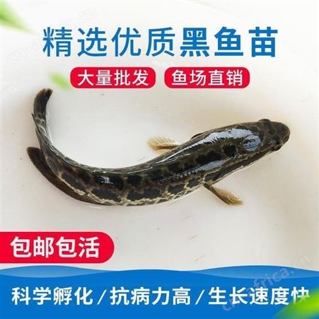 黑鱼苗 鱼苗批发 杂交黑鱼苗 乌鱼苗 鱼苗  价格实惠 乌鱼苗