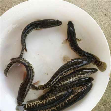 乌鱼苗供应 黑鱼鱼苗 生鱼苗 乌鱼苗 杂交黑鱼苗黑鱼苗