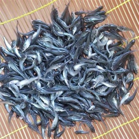 广州鱼苗批发 各类鱼苗批发  现货充足