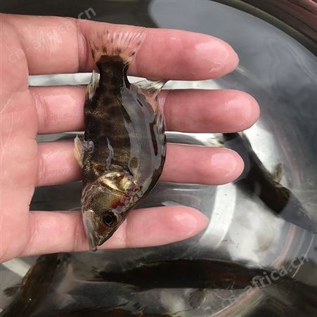 季花鱼 翘嘴鱼 供应桂花鱼