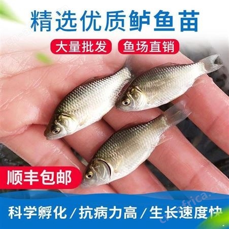 鲫鱼水花中科三号鲫鱼苗 东北鲫鱼苗 苗场直销 价格实惠  鲫鱼苗