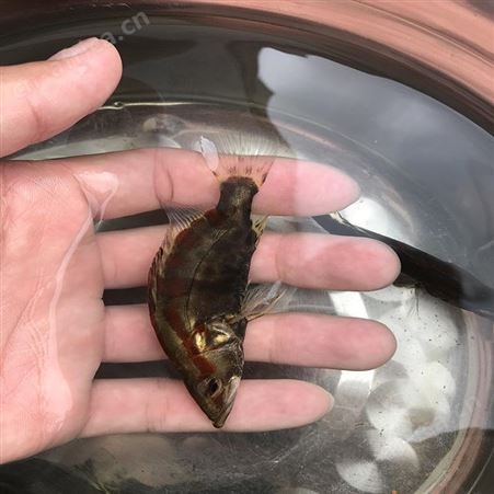 桂花鱼 翘嘴鱼 基地桂花鱼苗供应