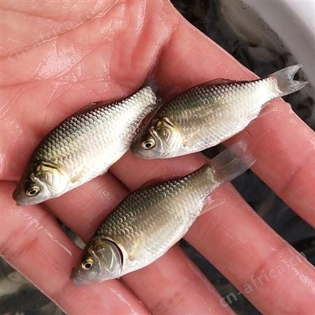 优质鲫鱼苗鲫鱼水花鲫鱼苗东北鲫鱼湘云鲫鱼彭泽鲫金鲫银鲫白鲫88888