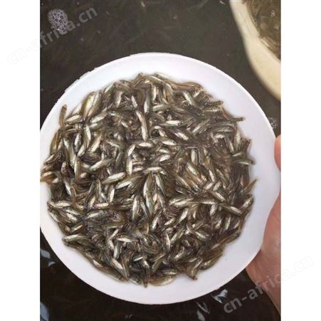 大口鲈鱼苗大口鲈鱼苗 加州鲈鱼苗水花 优鲈五号 黑鲈鱼苗