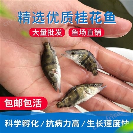 苗场直销桂花鱼苗翘嘴桂花鱼苗桂花鱼桂花鱼苗鳜鱼苗桂鱼价格桂鱼鱼苗鳌花季鱼鳜鱼1