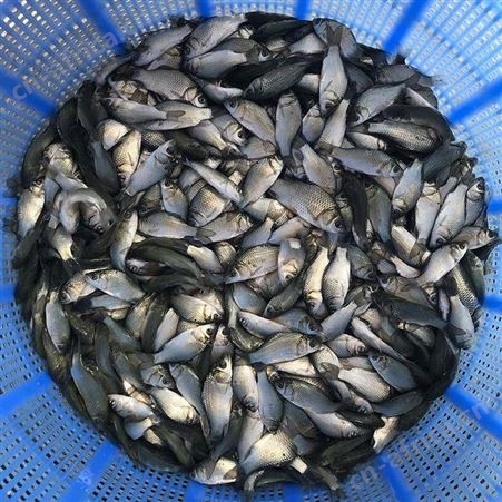中科三号鲫鱼苗鲫鱼苗 白金鲫 中科鲫鱼苗 湘云鲫鱼苗鲫鱼水花