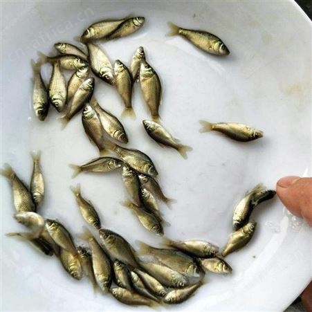 白鲫 批发鱼苗 鲫鱼价格