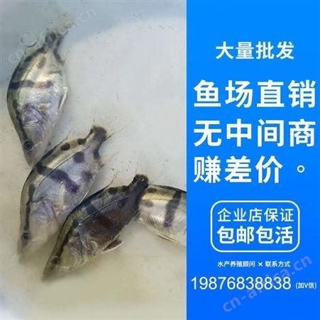 苗场直销桂花鱼苗翘嘴桂花鱼苗桂花鱼桂花鱼苗鳜鱼苗桂鱼价格桂鱼鱼苗鳌花季鱼鳜鱼1