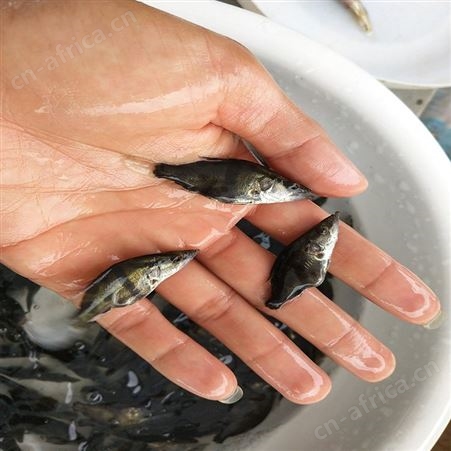 鳜鱼 翘嘴桂花苗 鱼苗养殖场