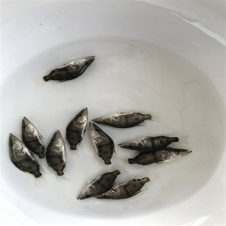 季花鱼苗 季鱼 鱼苗市场供应