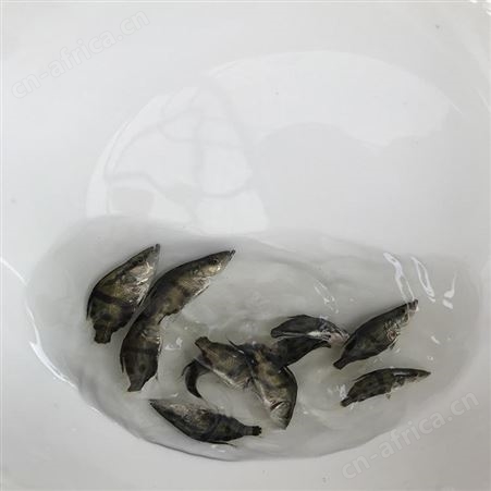 季花鱼苗 季鱼 鱼苗市场供应
