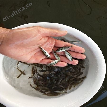 中渔水产 淡水鱼苗 宝石鲈鱼苗 厂家直供