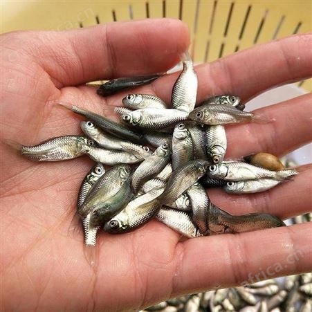 中科三号鲫鱼苗鲫鱼苗 白金鲫 中科鲫鱼苗 湘云鲫鱼苗鲫鱼水花